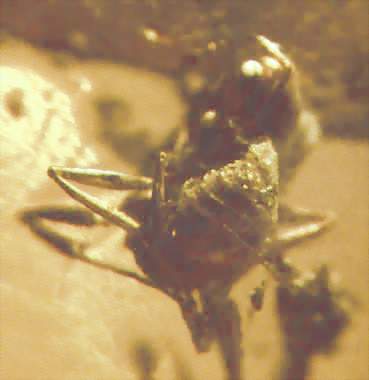 Brownimecia clavata