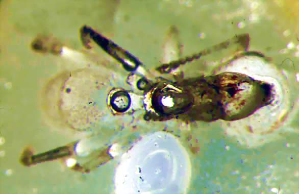 Brownimecia clavata