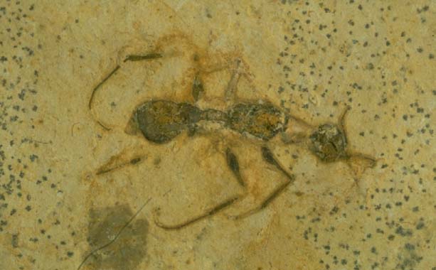 Cariridris bipetiolata