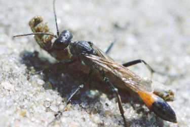 Grabwespe, Hymenoptera